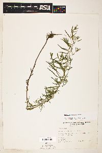 Epilobium leptophyllum image