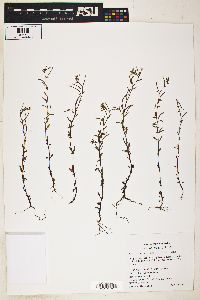 Epilobium minutum image