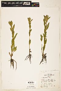 Image of Epilobium pallidum