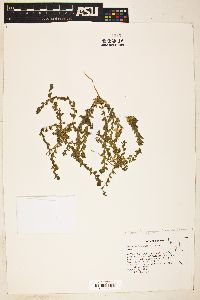 Epilobium pygmaeum image