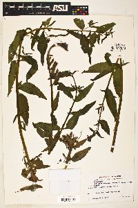 Epilobium ciliatum subsp. watsonii image