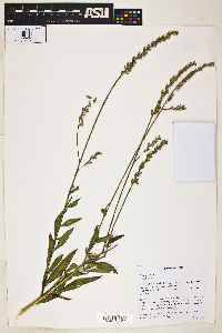 Oenothera gaura image