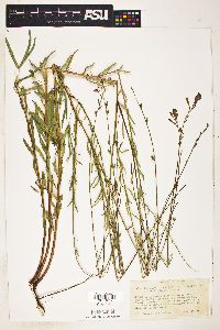 Gaura hexandra subsp. gracilis image