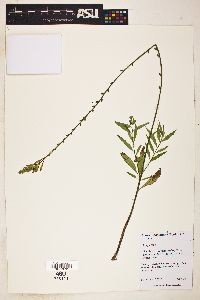 Oenothera lindheimeri image