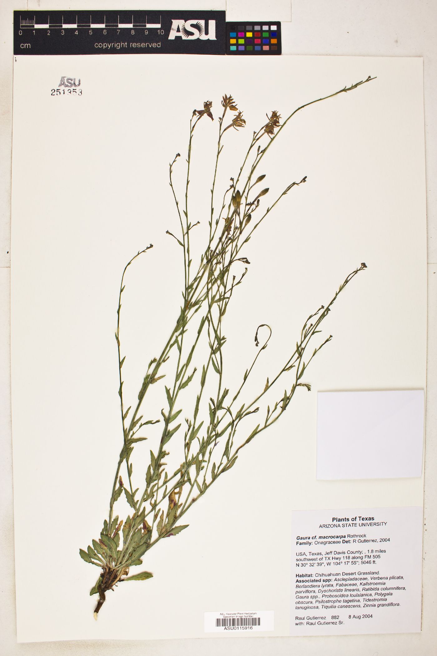 Gaura macrocarpa image