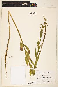 Oenothera curtiflora image