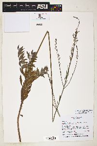 Oenothera cinerea subsp. parksii image