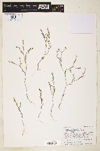 Gayophytum diffusum image