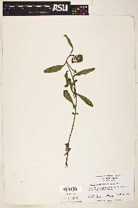 Ludwigia leptocarpa image