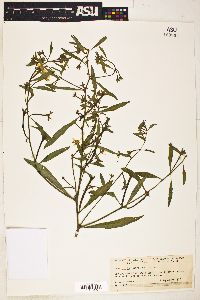 Ludwigia leptocarpa image