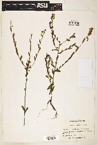 Ludwigia hirtella image