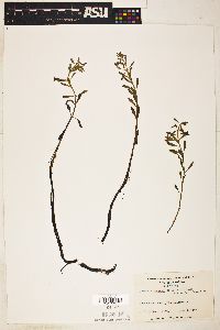 Ludwigia brevipes image