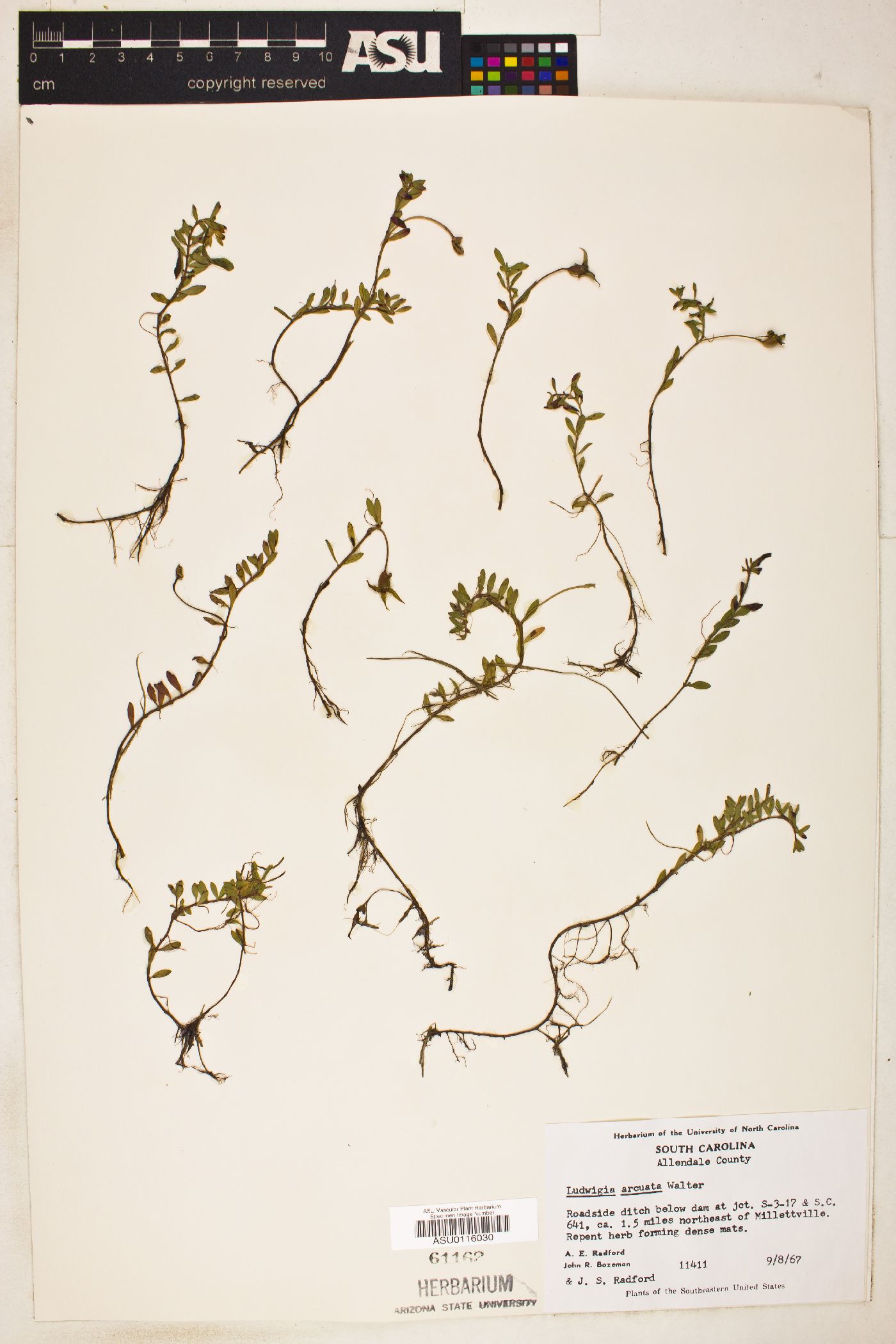 Ludwigia arcuata image