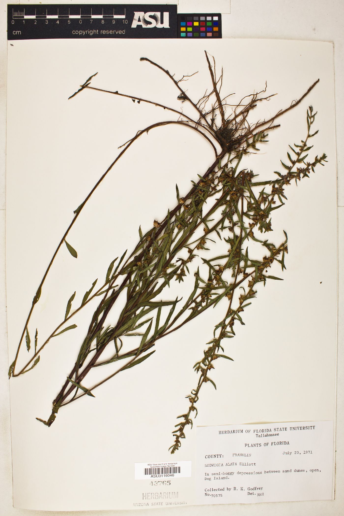 Ludwigia alata image