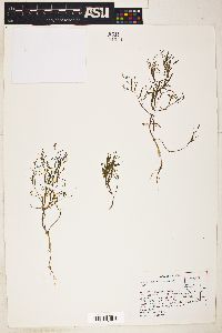 Gayophytum ramosissimum image