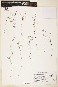 Gayophytum ramosissimum image