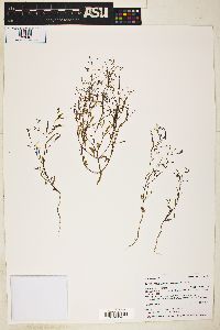 Gayophytum ramosissimum image