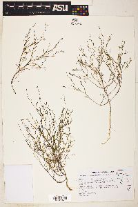 Gayophytum ramosissimum image