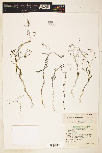 Gayophytum diffusum image