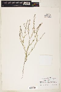 Gayophytum humile image