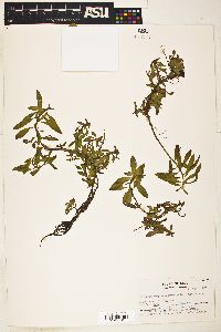 Ludwigia polycarpa image