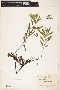 Ludwigia polycarpa image