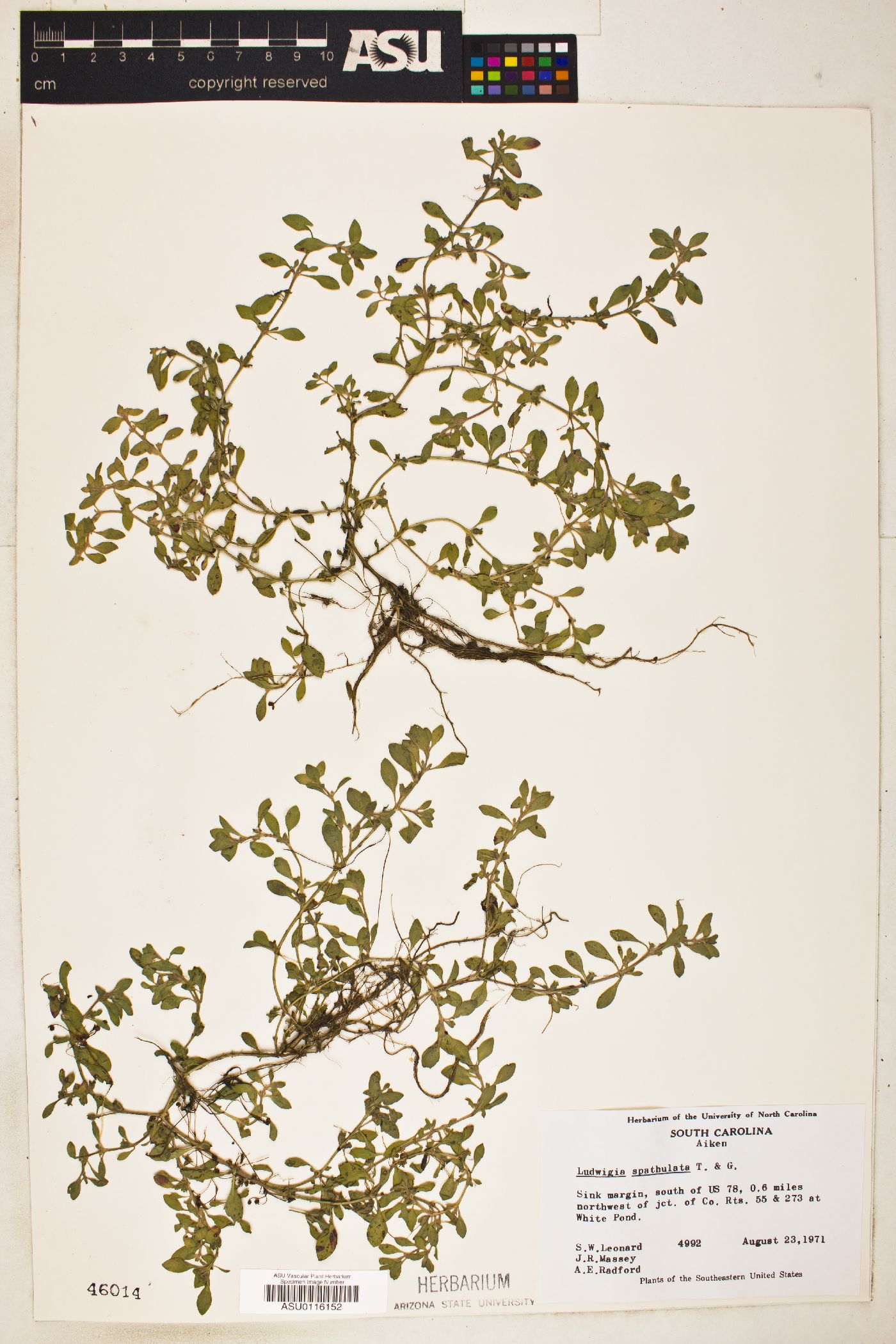 Ludwigia spathulata image