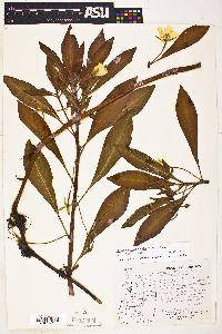 Ludwigia uruguayensis image