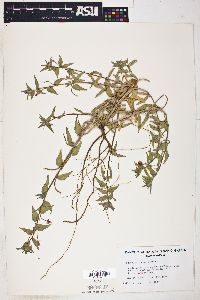 Camissonia pallida subsp. pallida image