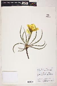 Oenothera acutissima image