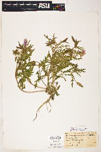 Oenothera albicaulis image