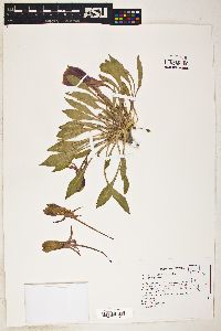 Oenothera cespitosa image