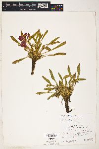 Oenothera cespitosa var. cespitosa image