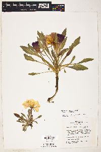 Oenothera cespitosa image