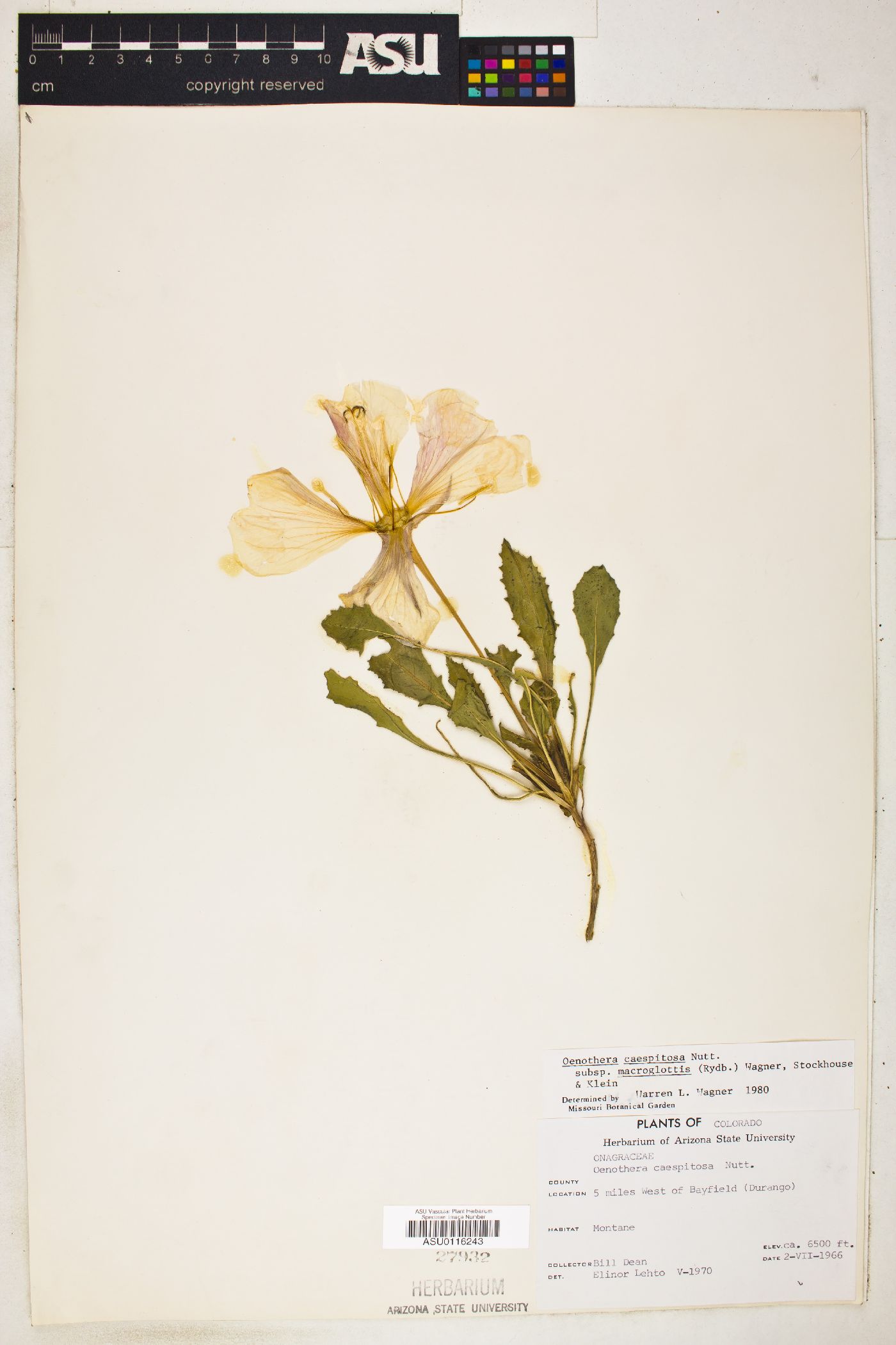 Oenothera cespitosa subsp. macroglottis image