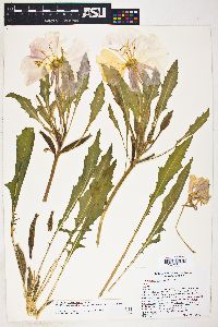 Oenothera cespitosa subsp. marginata image