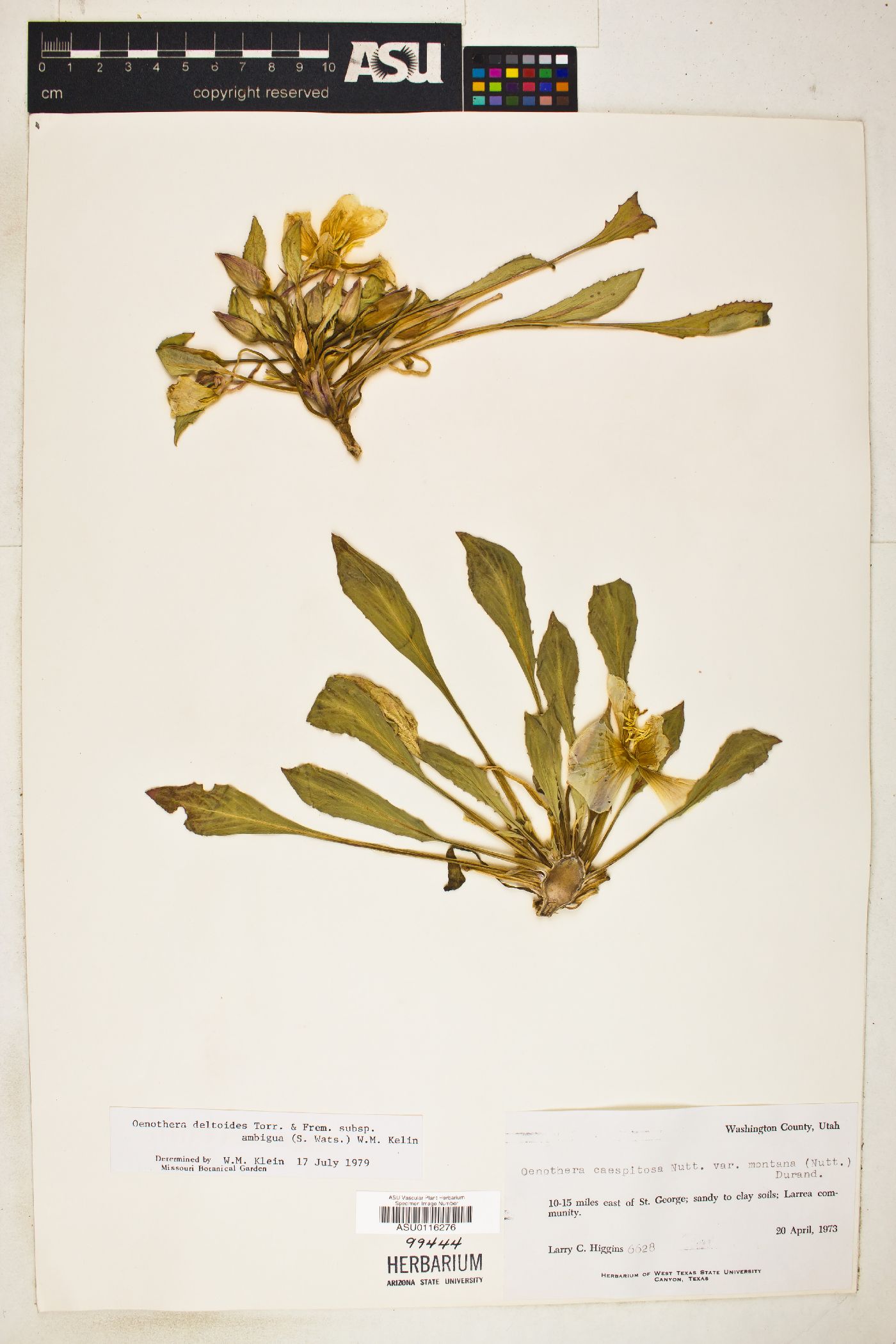 Oenothera deltoides subsp. ambigua image