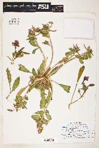 Oenothera deltoides subsp. ambigua image