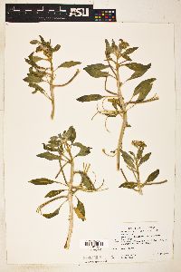 Oenothera deltoides image