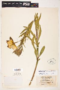 Oenothera elata subsp. hirsutissima image