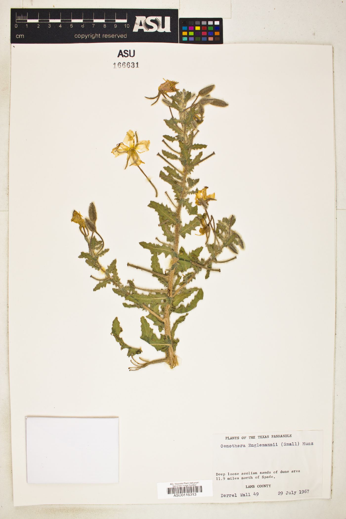 Oenothera engelmannii image