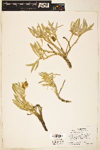 Oenothera fremontii image