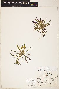 Image of Oenothera graciliflora