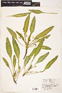 Oenothera heterantha image