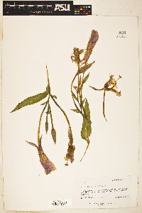 Image of Oenothera jamesii