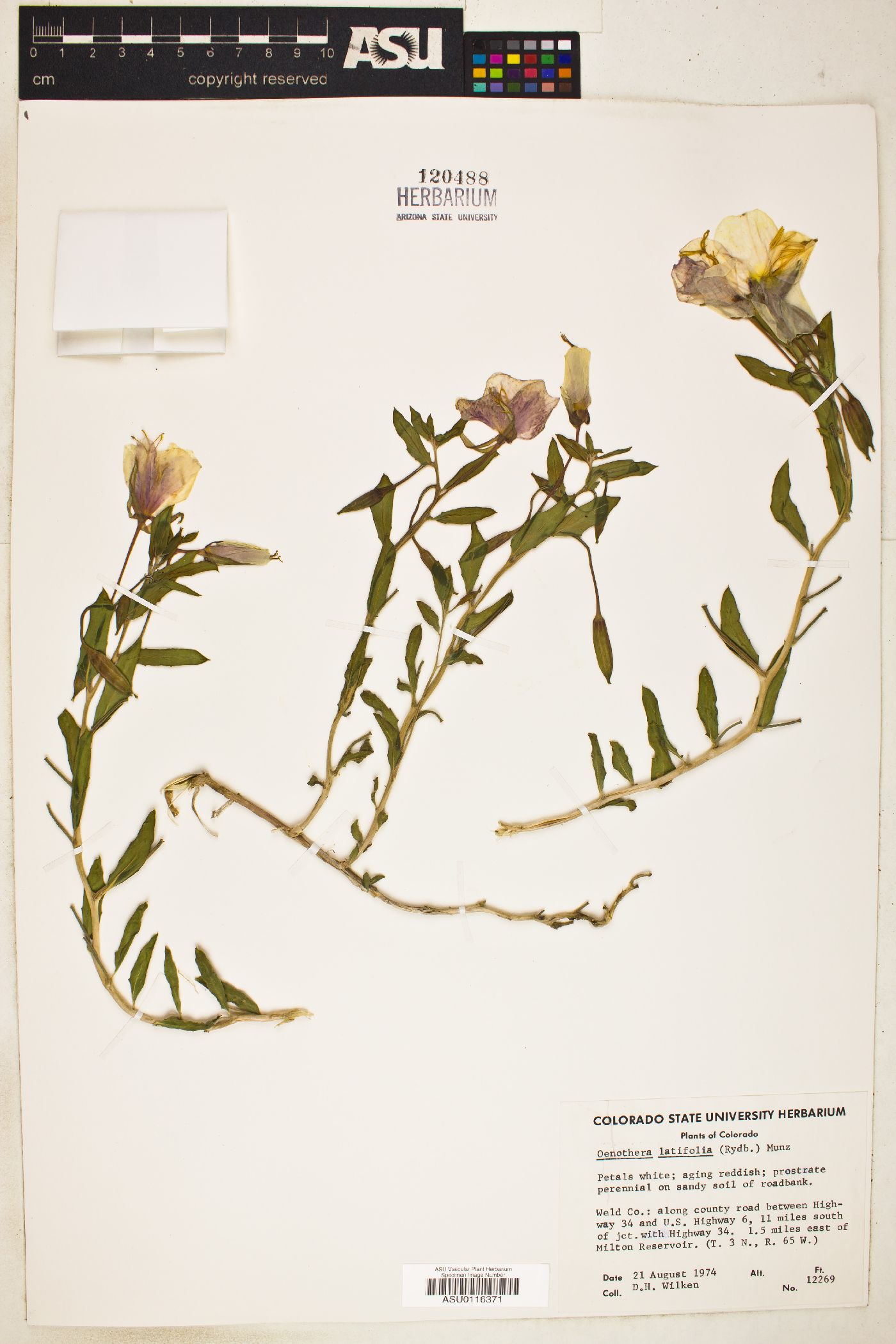 Oenothera latifolia image