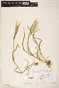 Hordeum murinum image