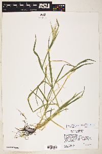 Hordeum murinum subsp. glaucum image