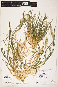 Hordeum murinum subsp. glaucum image