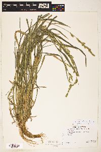 Echinochloa colona image